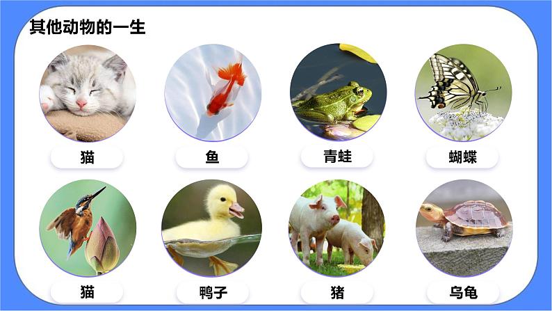 教科版三下科学2.8《动物的一生》课件（送教案练习）05