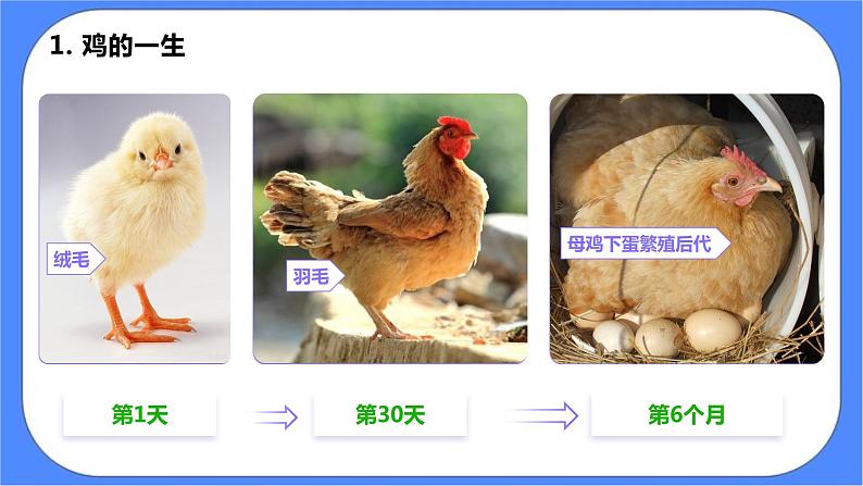 教科版三下科学2.8《动物的一生》课件（送教案练习）07