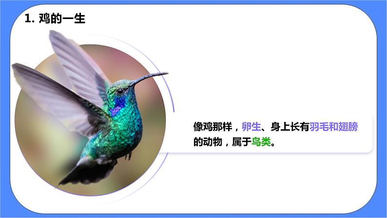 教科版三下科学2.8《动物的一生》课件（送教案练习）08