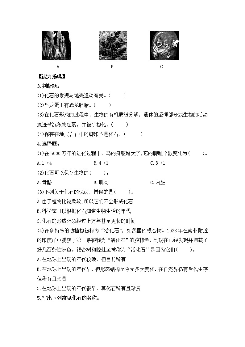3.9化石告诉我们什么（练习）苏教版科学六年级上册第2页