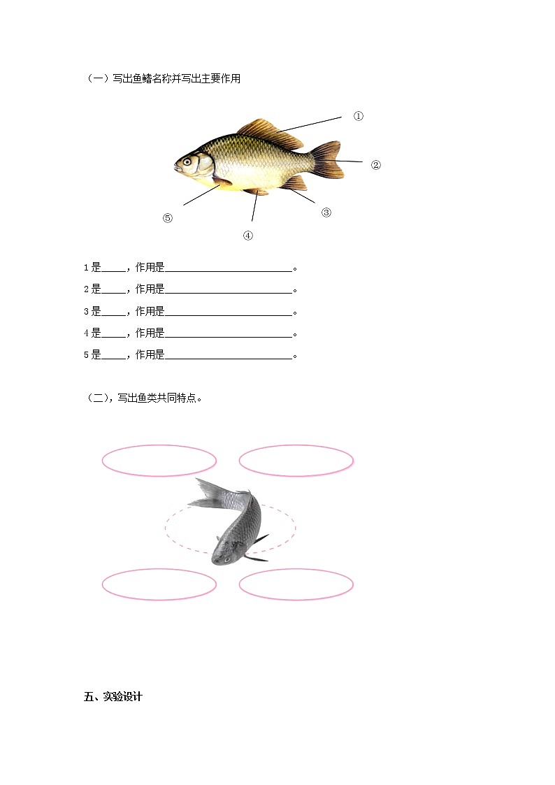 1.2鱼类（课件+教案+课时练）苏教版科学四年级上册02