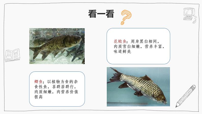1.2鱼类（课件+教案+课时练）苏教版科学四年级上册06