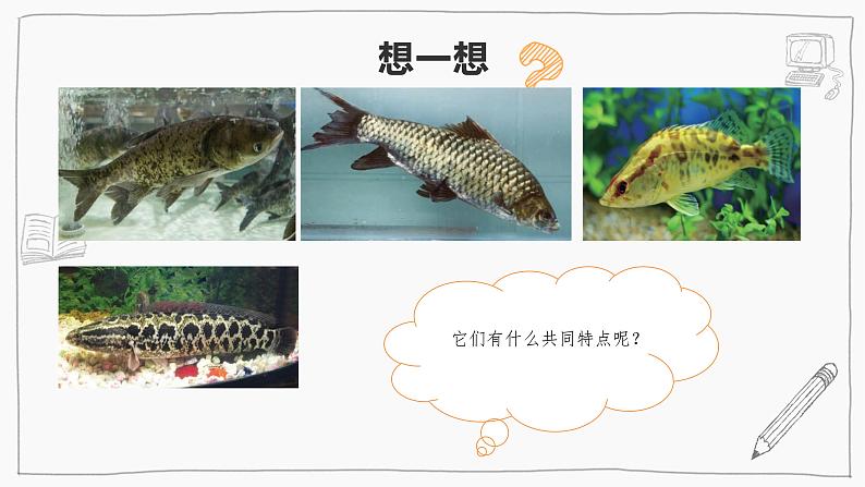 1.2鱼类（课件+教案+课时练）苏教版科学四年级上册07