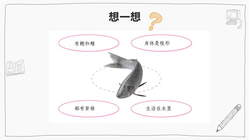 1.2鱼类（课件+教案+课时练）苏教版科学四年级上册08