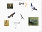 1.3鸟类（课件+教案+课时练）苏教版科学四年级上册
