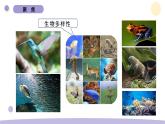 2.7 保護(hù)生物多樣性 教科版六年級下冊課件＋教案（2023春新版）