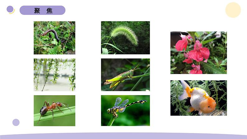 1.校园生物大搜索第2页