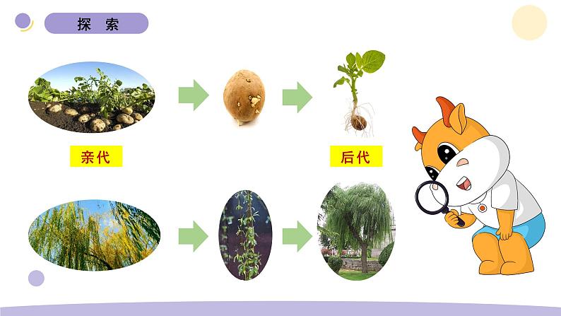 2.3 形形色色的植物 教科版六年级下册课件＋教案（2023春新版）04