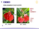 2.3 形形色色的植物 教科版六年级下册课件＋教案（2023春新版）