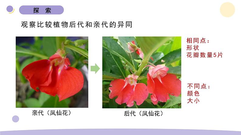2.3 形形色色的植物 教科版六年级下册课件＋教案（2023春新版）05