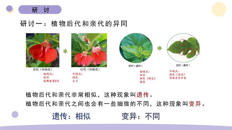 2.3 形形色色的植物 教科版六年级下册课件＋教案（2023春新版）07