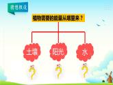 大象版五年级科学下册 4.3 植物的“食物” 课件