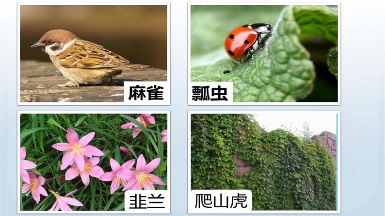 教科版科学六年级下册 2.1 校园生物大搜索 课件+视频02