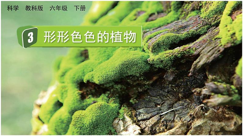 教科版科学六年级下册 2.3 形形色色的植物 课件+视频01