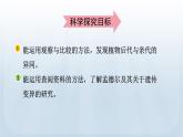 教科版科学六年级下册 2.3 形形色色的植物 课件+视频