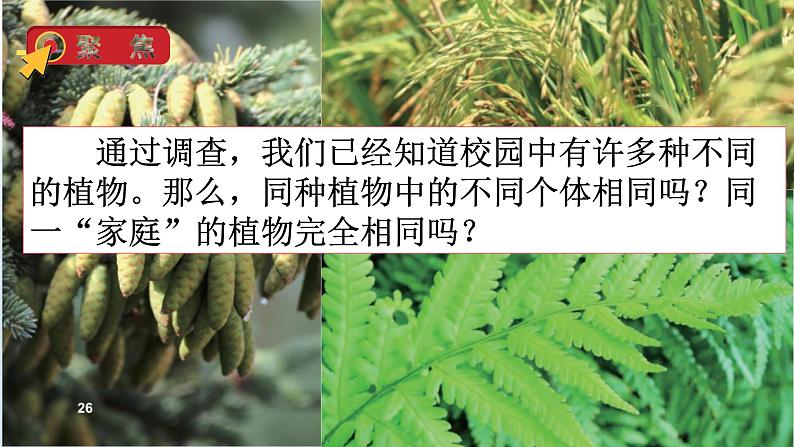 教科版科学六年级下册 2.3 形形色色的植物 课件+视频05