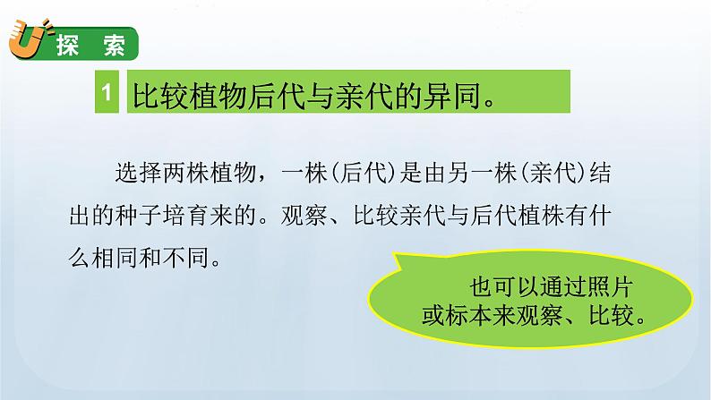 教科版科学六年级下册 2.3 形形色色的植物 课件+视频06