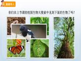 教科版科学六年级下册 2.2 制作校园生物分布图 课件