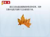 教科版科学六年级下册 2.5 相貌各异的我们 课件