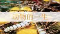小学科学1.迎接蚕宝宝的到来完整版课件ppt