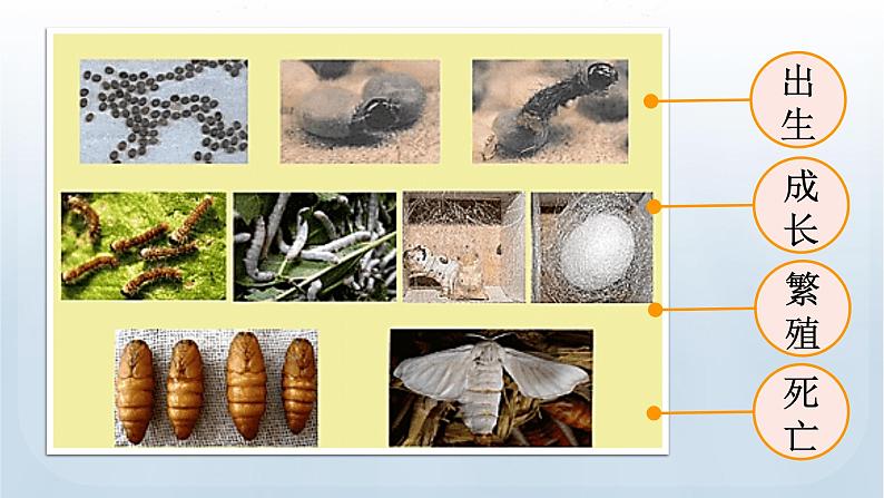 教科版科学三年级下册 2.1 迎接蚕宝宝的到来 课件+视频02