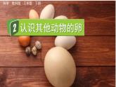 教科版科学三年级下册 2.2 认识其他动物的卵 课件+视频