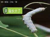 教科版科學三年級下冊 2.3 蠶長大了 課件+視頻