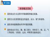 教科版科學三年級下冊 2.3 蠶長大了 課件+視頻