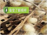 教科版科學(xué)三年級下冊 2.4 蠶變了新模樣 課件+視頻