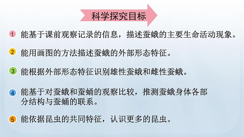 教科版科学三年级下册 2.5 茧中钻出了蚕蛾 课件+视频03