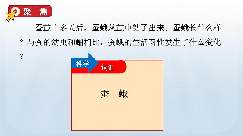 教科版科学三年级下册 2.5 茧中钻出了蚕蛾 课件+视频06