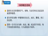 教科版科学三年级下册 2.6 蚕的一生 课件+视频