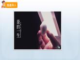 教科版科学三年级下册 2.6 蚕的一生 课件+视频