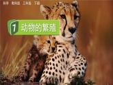 教科版科學(xué)三年級下冊 2.7 動物的繁殖 課件+視頻