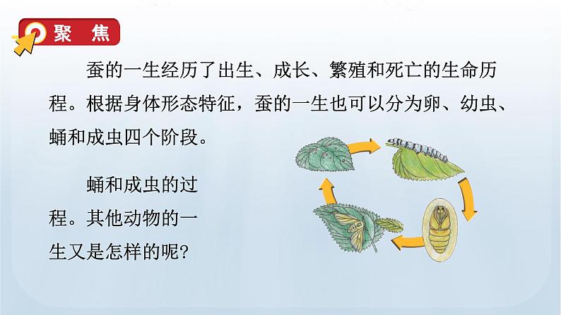 教科版科学三年级下册 2.8 动物的一生 课件06