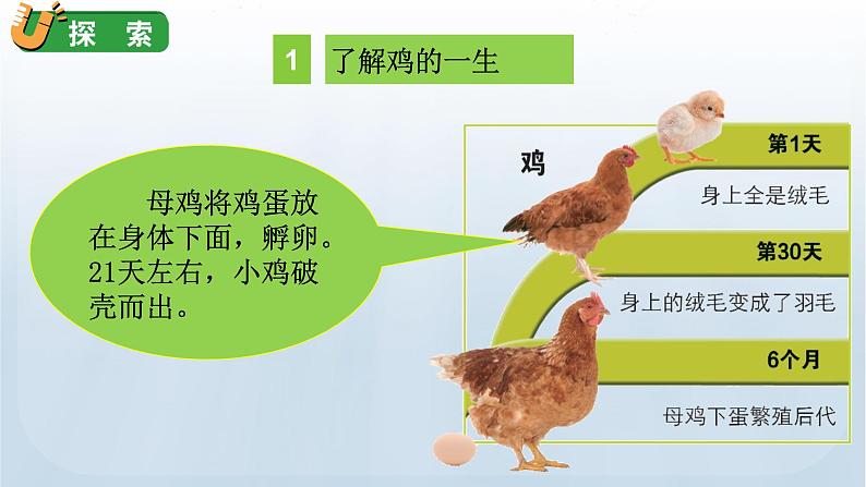 教科版科学三年级下册 2.8 动物的一生 课件07