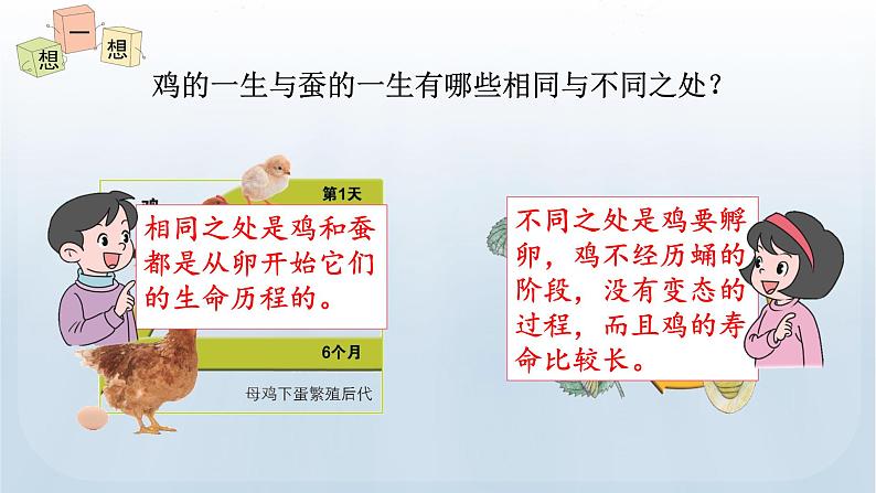 教科版科学三年级下册 2.8 动物的一生 课件08