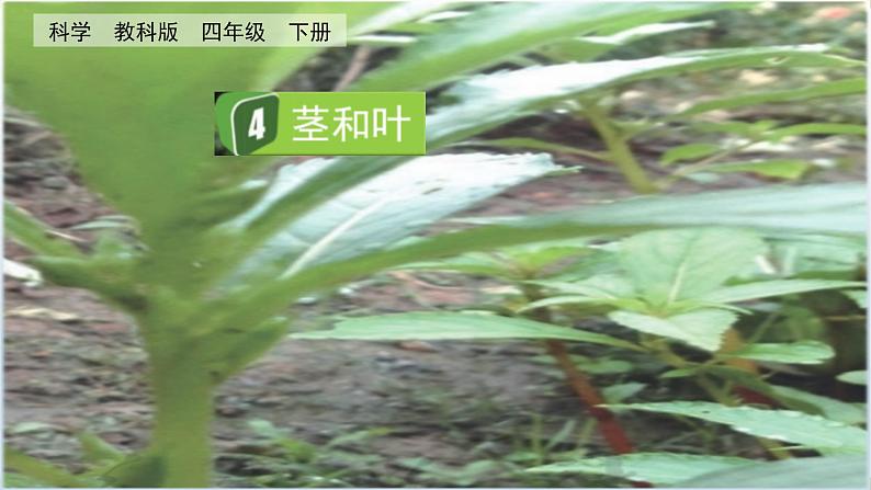 教科版科学四年级下册 1.4 茎和叶 课件第1页