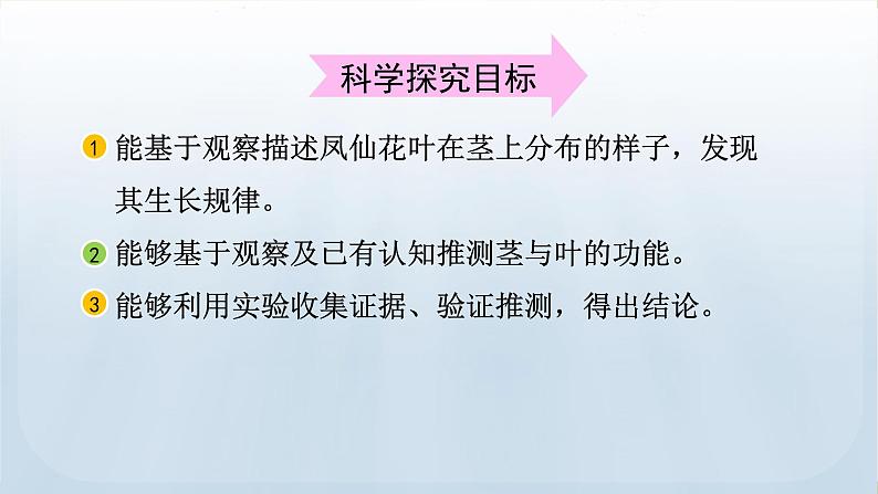 教科版科学四年级下册 1.4 茎和叶 课件第3页