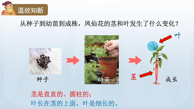 教科版科学四年级下册 1.4 茎和叶 课件第5页