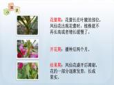 教科版科学四年级下册 1.5 凤仙花开花了 课件+视频