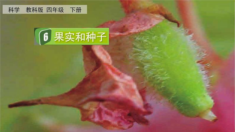 教科版科学四年级下册 1.6 果实和种子 课件+视频01