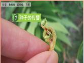 教科版科学四年级下册 1.7 种子的传播 课件+视频