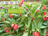 教科版科学四年级下册 1.8 凤仙花的一生 课件