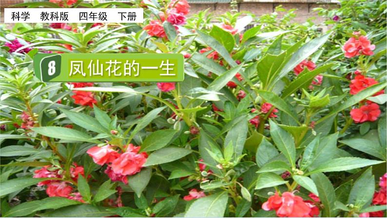 教科版科学四年级下册 1.8 凤仙花的一生 课件01