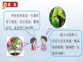 教科版科学四年级下册 1.8 凤仙花的一生 课件