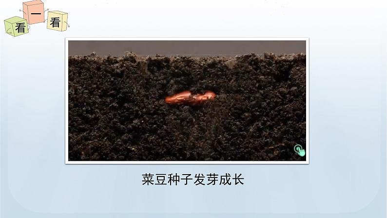 教科版科学五年级下册 1.1 种子发芽实验 课件+视频05