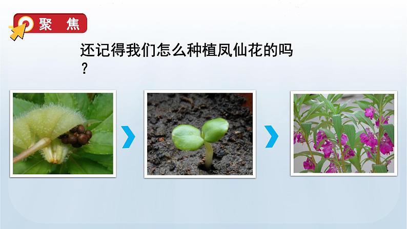 教科版科学五年级下册 1.1 种子发芽实验 课件+视频06