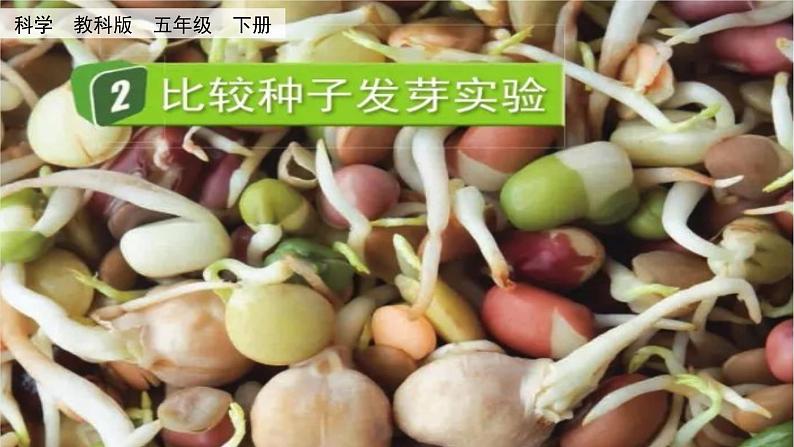 教科版科学五年级下册 1.2 比较种子发芽实验 课件+视频01
