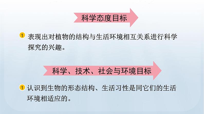 教科版科学五年级下册 1.3 绿豆苗的生长 课件03